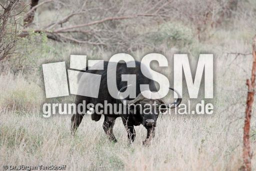 Afrikanischer Büffel (4 von 102).jpg